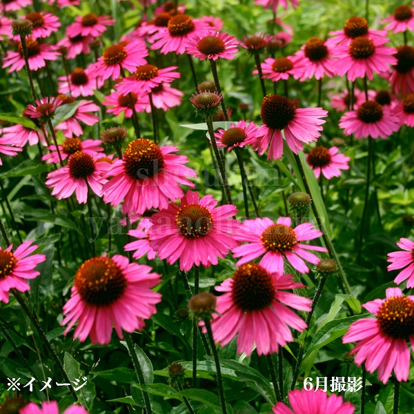 エキナセア苗 楽天市場】エキナセア 苗 ハニーデュー 9cmポット