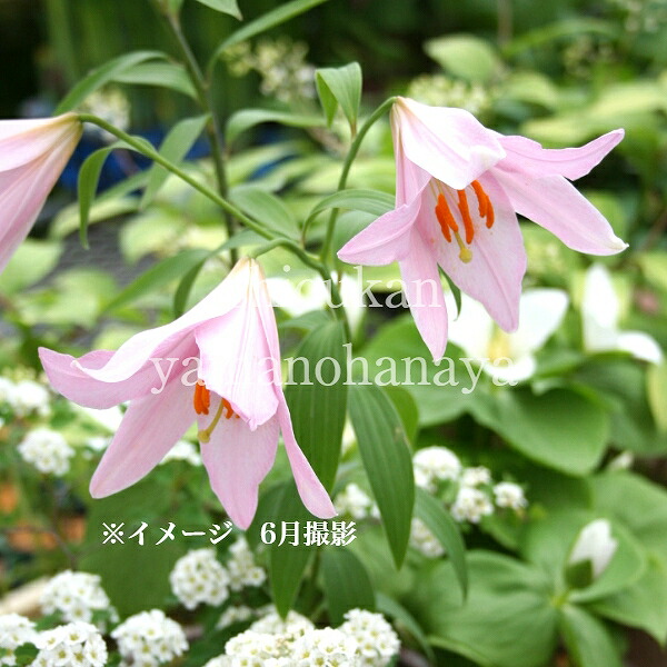 ツルウメモドキ苗 ツルウメモドキ 曙斑の通販 苗木部 By 花ひろばオンライン