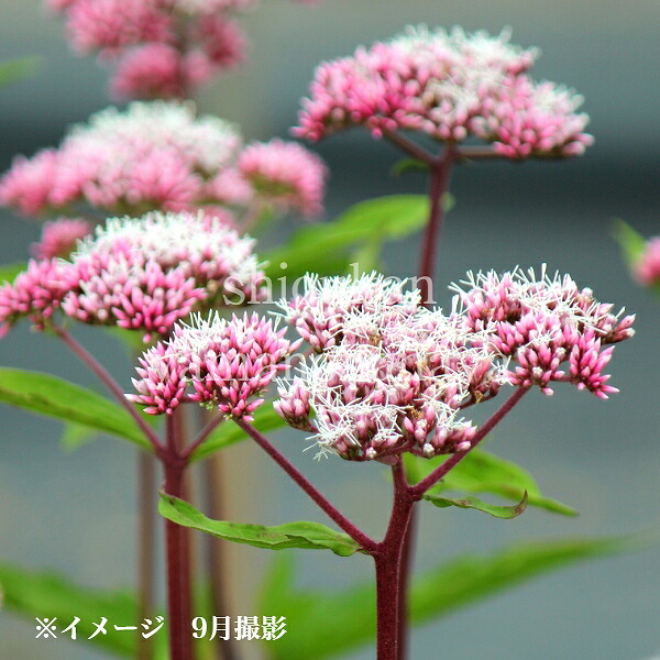 【楽天市場】ヒヨドリバナ 赤花系 9〜10.5cmポット苗 数量割引あり/山野草/耐寒性多年草/鵯花/新商品/※8/31つぼみ〜開花中 : 紫桜館  山の花屋 楽天市場店