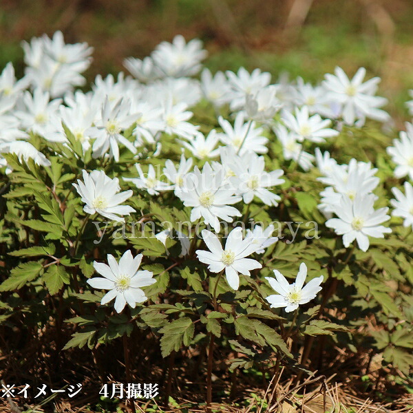 楽天市場】八重咲きイチリンソウ 10.5cmポット苗 2-3芽植え/春