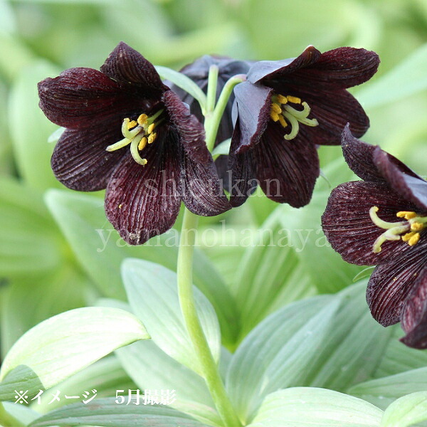 楽天市場】ルリタマアザミ 9〜10.5cmポット苗 数量割引あり/華やかな