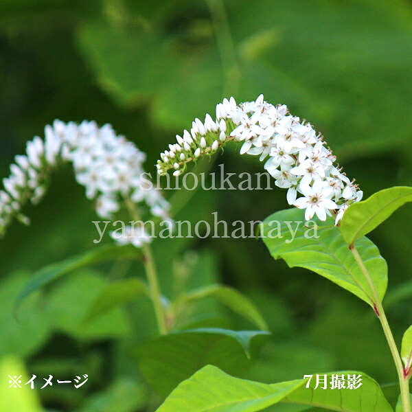 オカトラノオ　9～10.5cmポット苗　 数量割引あり/山野草/耐寒性多年草/丘虎の尾/※休眠 地上部無し