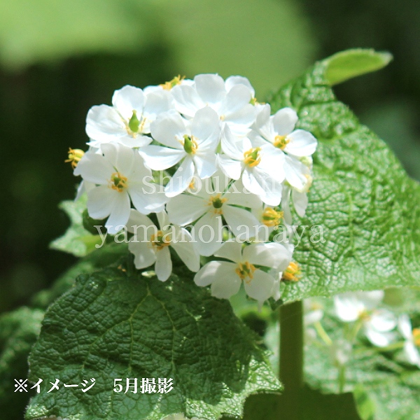 楽天市場】(1ポット)サンカヨウ 10.5cmポット苗 春咲き山野草/耐寒性