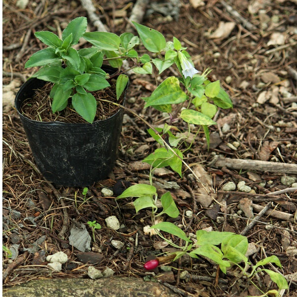 ツルウメモドキ苗 楽天市場】ツルウメモドキ 9〜10.5cmポット苗 数量割引あり/樹高10