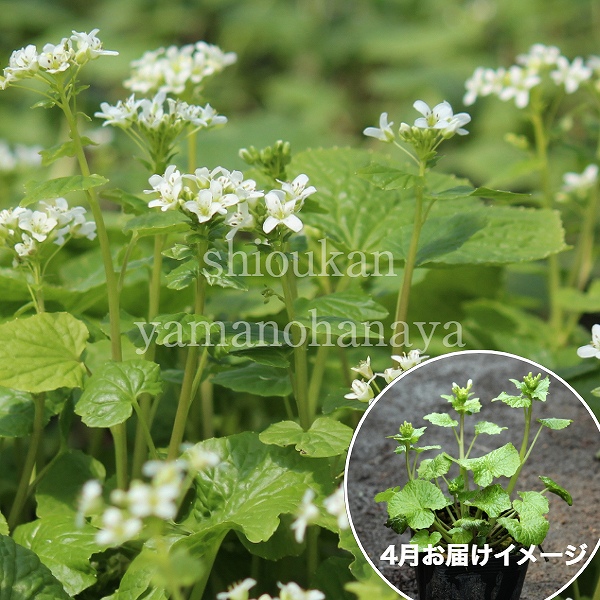 楽天市場】ハタケワサビ 9cmポット苗 数量割引あり/山菜苗/耐寒性