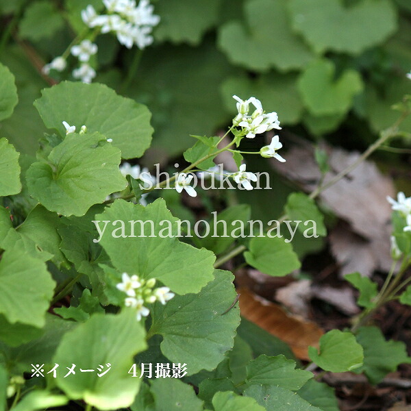 さ百合山葵 7.5～9珊ポット苗 寸法銀行割引あり/山菜苗/耐寒性多年草/サラダ菜山葵/※静止状態 6/6鱗片葉のみ