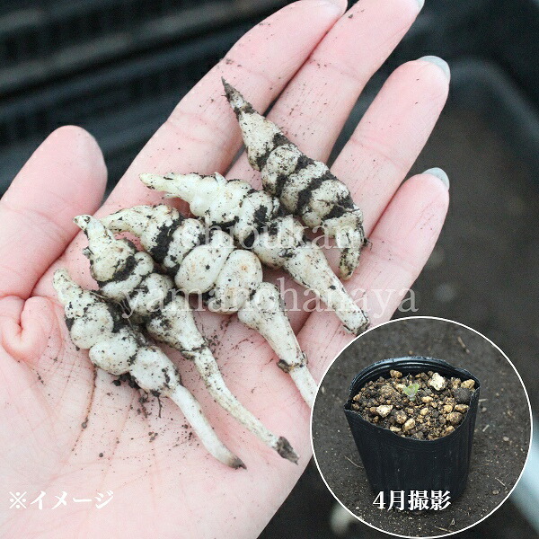 楽天市場 5個 岩手県産チョロギ 種芋5個 長老喜 生芋 栽培期間中農薬不使用 土付き 山菜苗 入荷済み 出荷は3 15まで 取置き承ります 紫桜館 山の花屋 楽天市場店