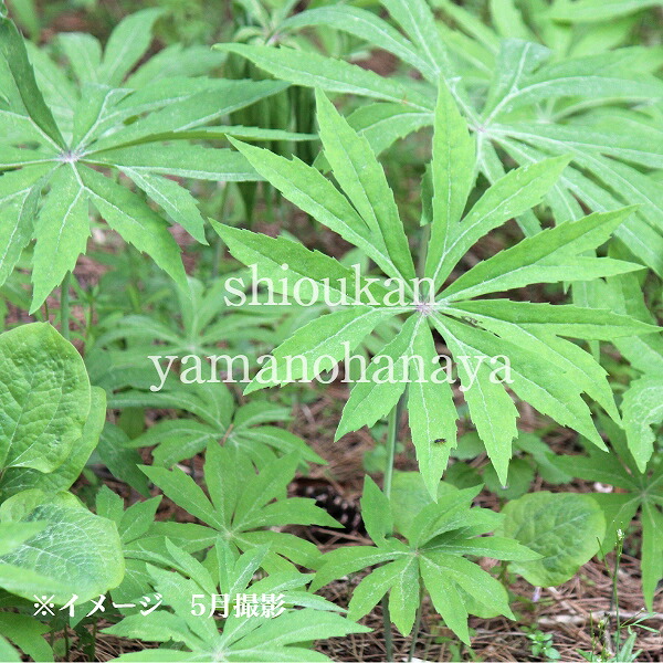 ヤブレガサ 9珊ポット苗 寸法銀行割引あり/山野草/山菜苗/耐寒性多年草/破傘/※今季花めく締めくくる 6/6葉が詳しく述べる中