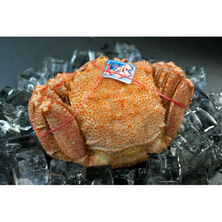 Super Takumar 50mm F1.4（後期型）おまけ・ジャンクセット