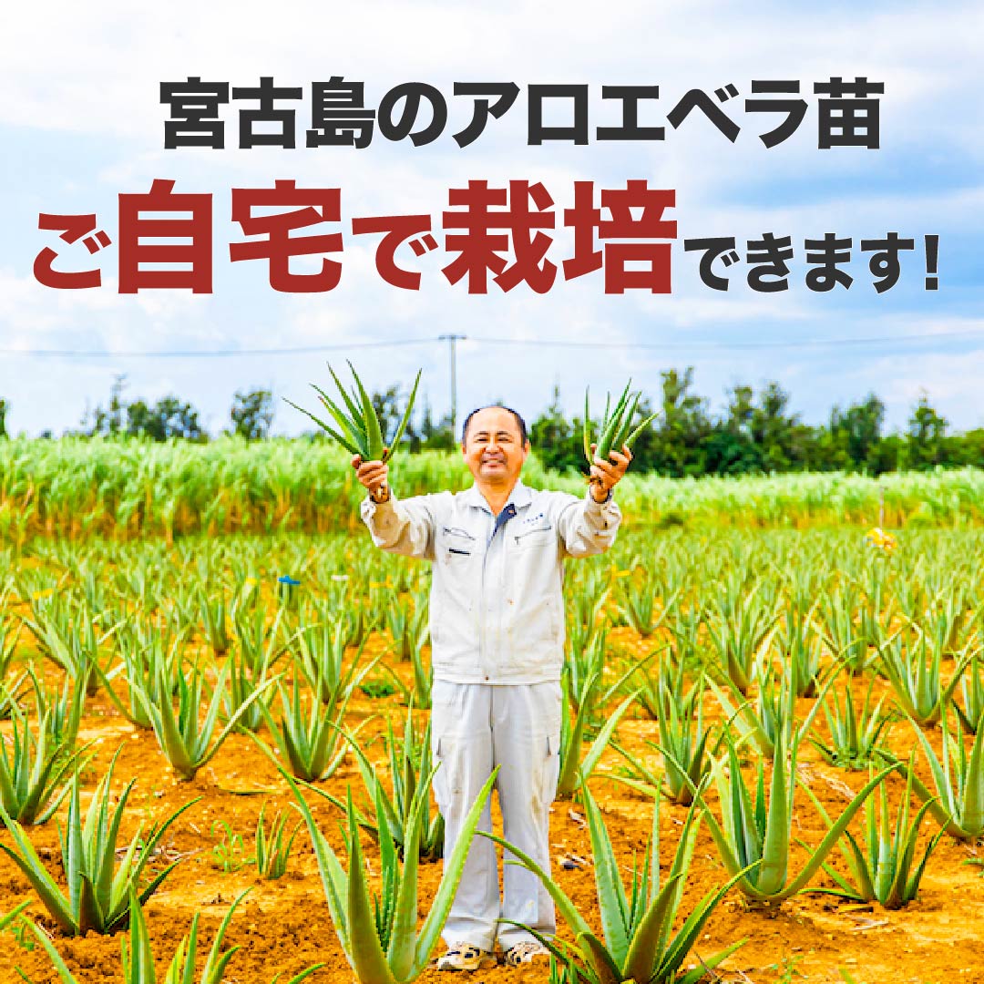 楽天市場 栽培用 有機jas アロエベラ 苗 沖縄 宮古島産 3株 有機 Jas 宮古島育ちのアロエベラしろう農園