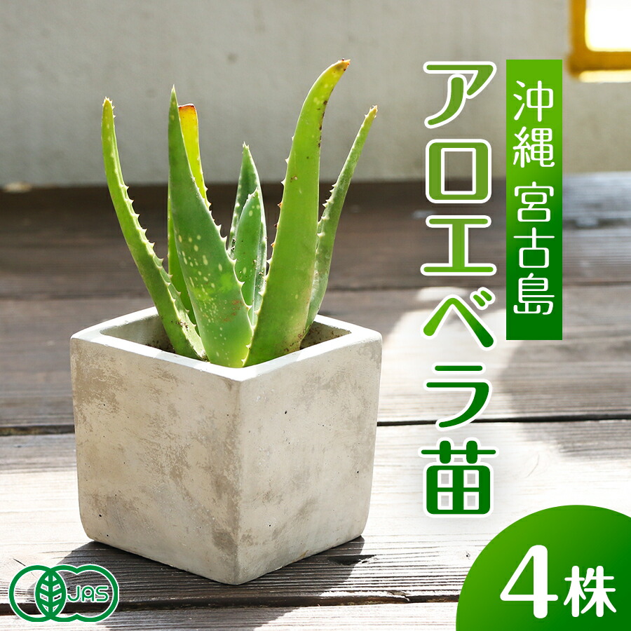 無農薬❦大株❦アロエ ベラ植物 健康的な根元付き（根っ子が無、有り）３株 nae-4.jpg