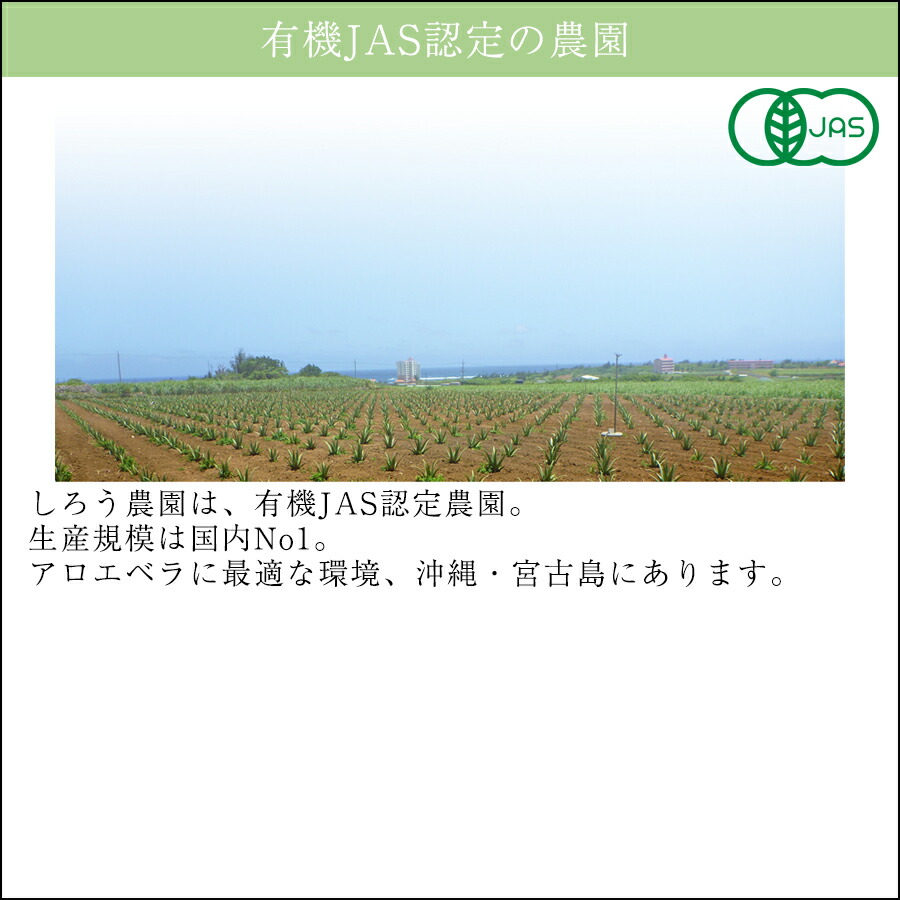 【定期購入】アロエベラ 食用 生葉 3kg 沖縄・宮古島産｜有機JAS オーガニック 国産アロエ インターネットショッピングにて