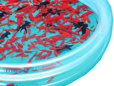 金魚すくい大会デラックス ｜縁日 出店 金魚すくい 屋台   イベント 子ども会  出し物 催し 金魚