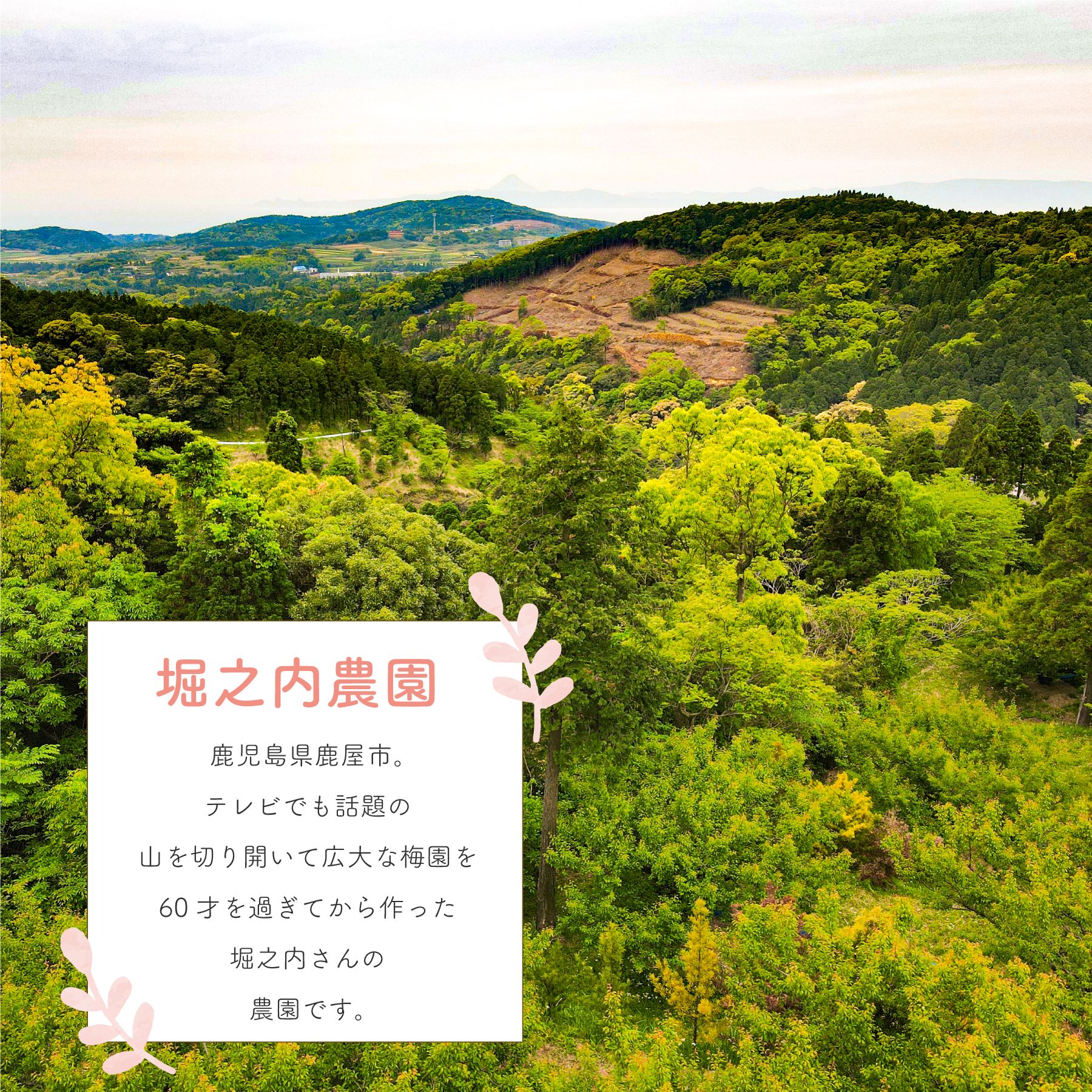 かのや南高梅 天然しそ漬け おつまみ しそ 塩漬け お茶漬け アレンジ 堀之内農園 ご飯 ギフト 230g 梅干し 鹿児島県産 お弁当に 南高梅 内祝い