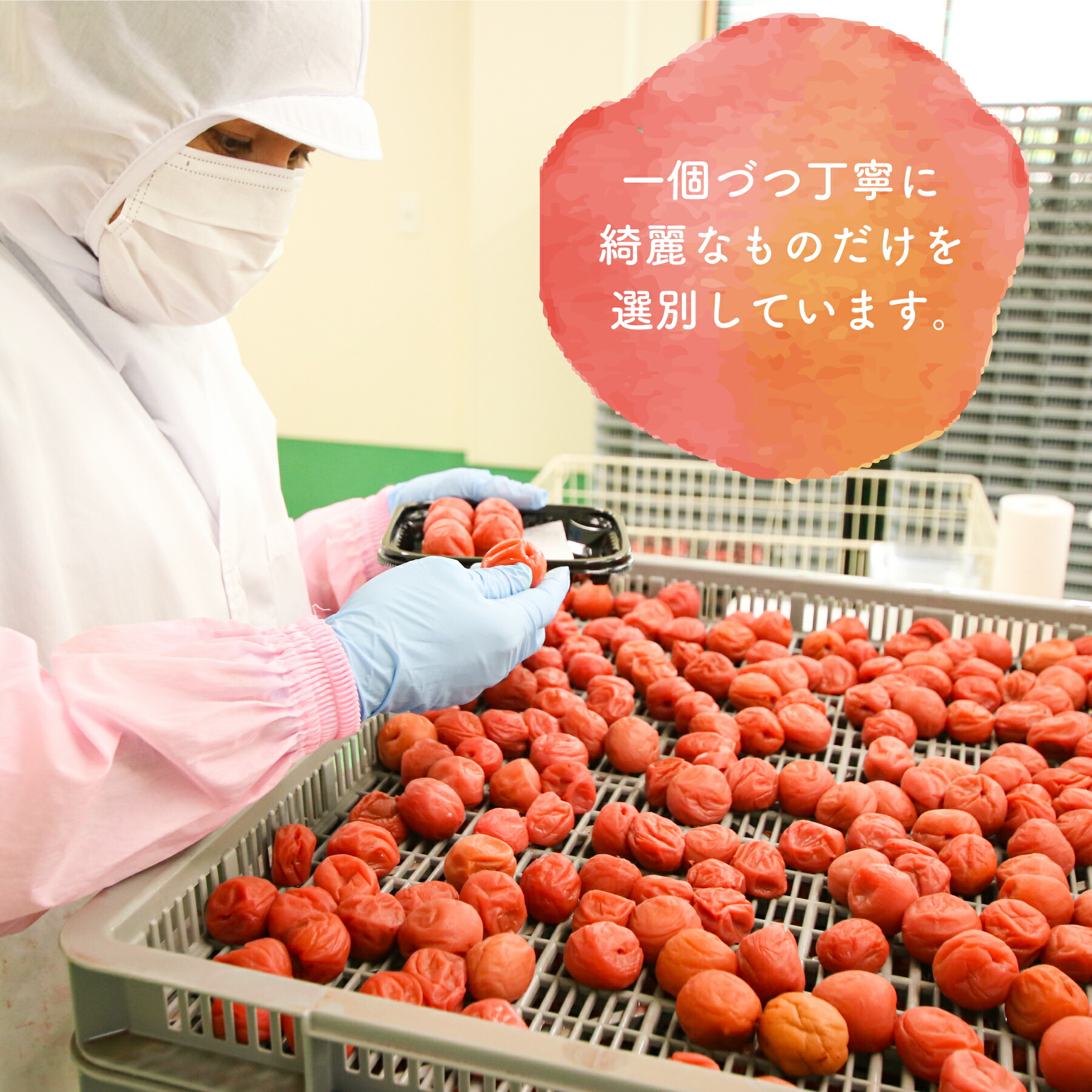 かのや南高梅 天然しそ漬け おつまみ しそ 塩漬け お茶漬け アレンジ 堀之内農園 ご飯 ギフト 230g 梅干し 鹿児島県産 お弁当に 南高梅 内祝い