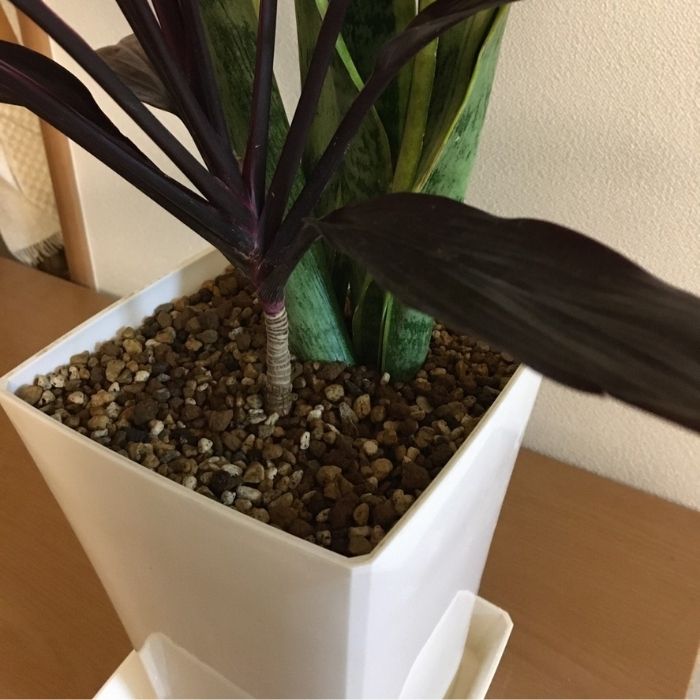 楽天市場 室内観葉 多肉植物の土 3l By 1室内向け 清潔 たい肥不使用 有機物なし 観葉 多肉 サボテン 水はけが良い 3l 7号鉢 自然倶楽部 楽天市場店