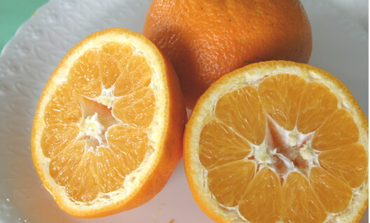 【楽天市場】愛媛県産 減農薬栽培 ご家庭用 伊予柑（いよかん） 約5kg 【発送時期：1月中旬頃～3月中旬頃】：自然堂本舗