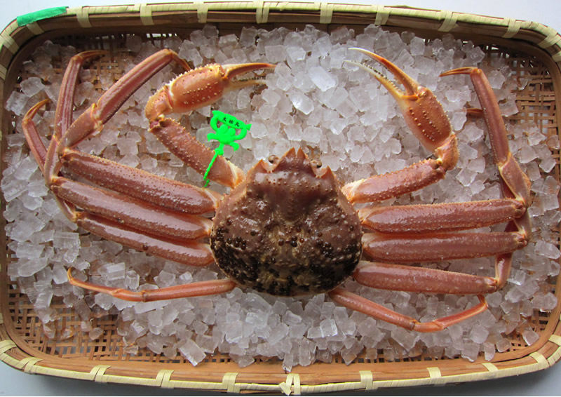 新品本物 楽天市場 マツバガニ 厳選 ご贈答に最適 確かな証 揚げた船名入りタグ付き 本場山陰香住 柴山の松葉蟹活 生 またはボイル 釜揚げ サイズ 800g以上 1kg未満 発送時期 11月中旬頃 3月中旬頃左のサムネイル画像は大サイズのサンプル画像です