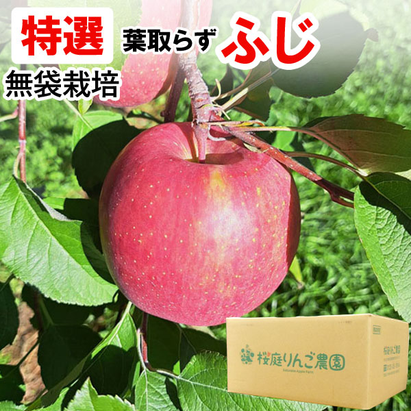 【特選】無袋栽培葉とらずふじ 青森産りんご（約10kg）無化学肥料【桜庭りんご農園】【直送につき代引・同梱不可】【送料無料】□