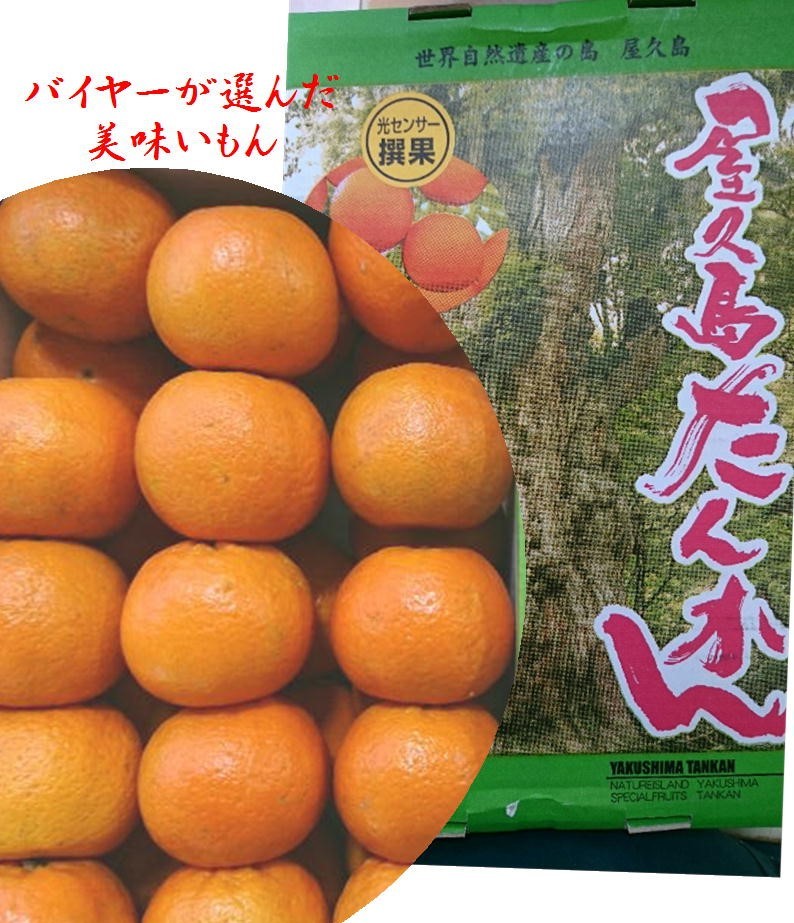 つかさん専用 たんかん屋久島　タンカン　世界遺産の島　4.5キロ つかさん専用 たんかん屋久島 タンカン 世界遺産の島 4.5キロ