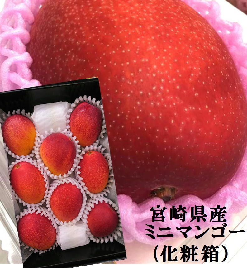 リーズナブルな完熟マンゴー！！宮崎県産　ミニマンゴー(食べきりサイズ）（800ｇ　4～8粒）化粧箱入※商品仕様の個数は大サイズの入数です