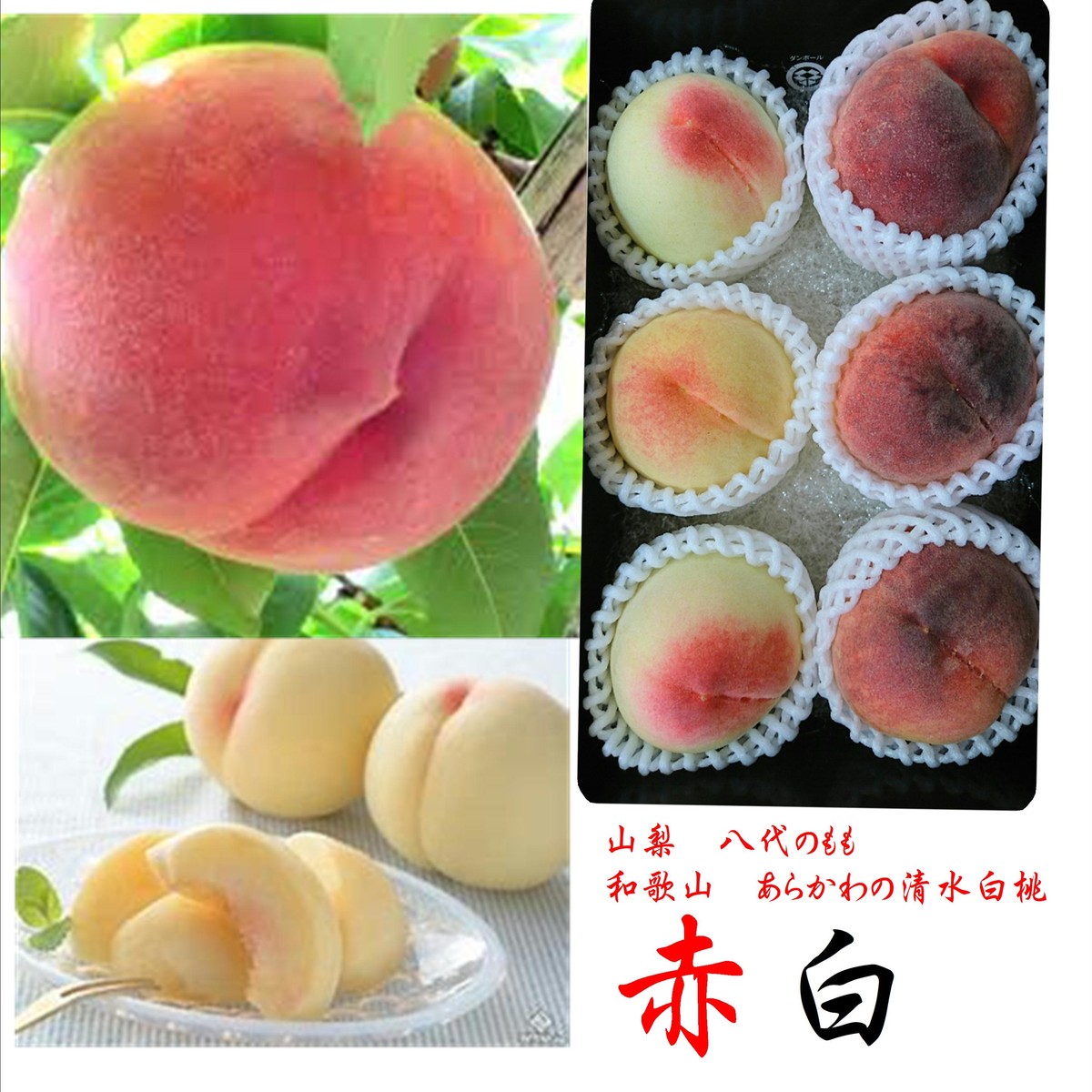 楽天市場】桃○白桃（白鳳・川中島）（和歌山県 田中農園）4Kg