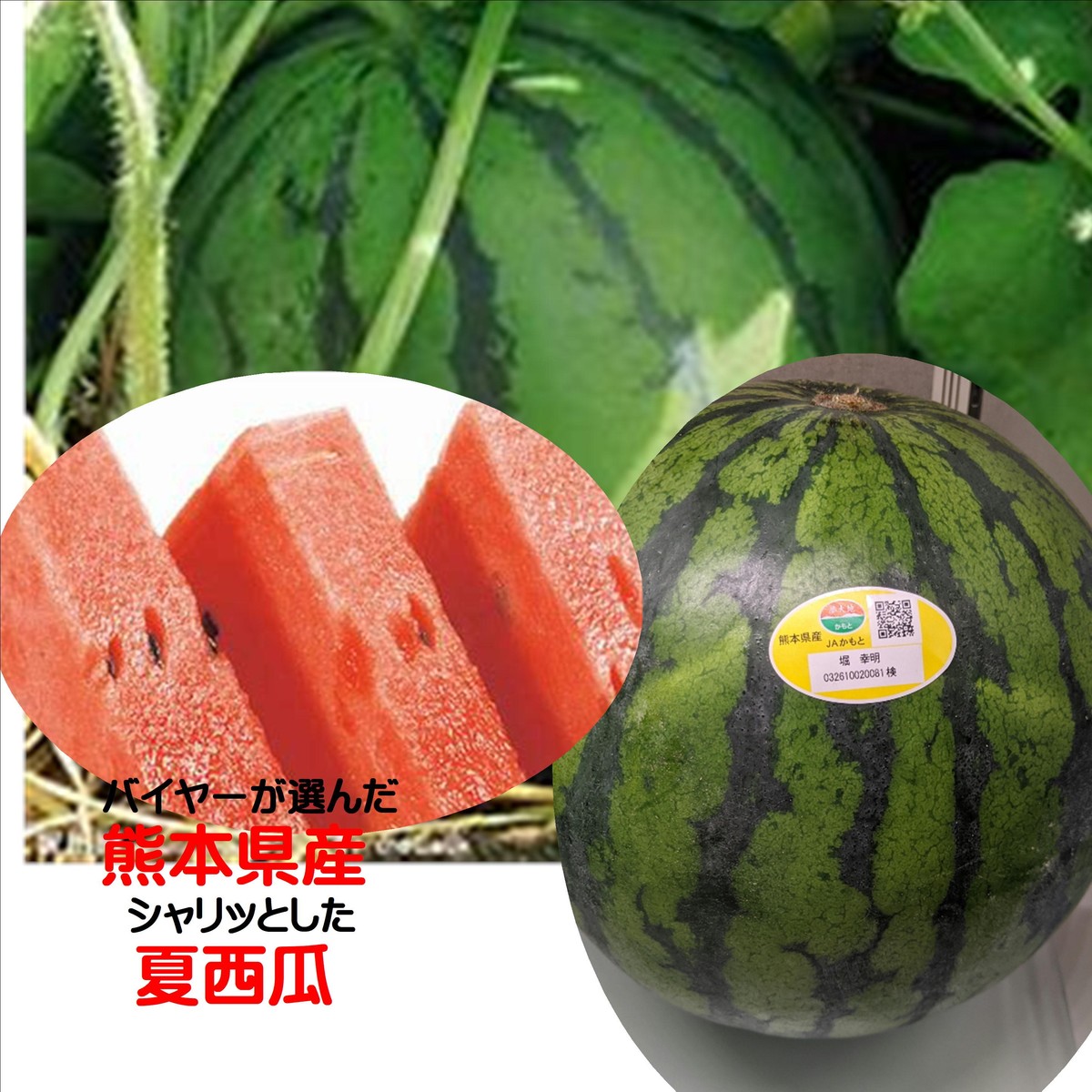 熊本県産　バイヤーが選んだ熊本の「高糖度選果」西瓜　（２L～３L1玉あたり7ｋｇ以上）※西瓜の添付しておりますラベルは生産元により変わります。