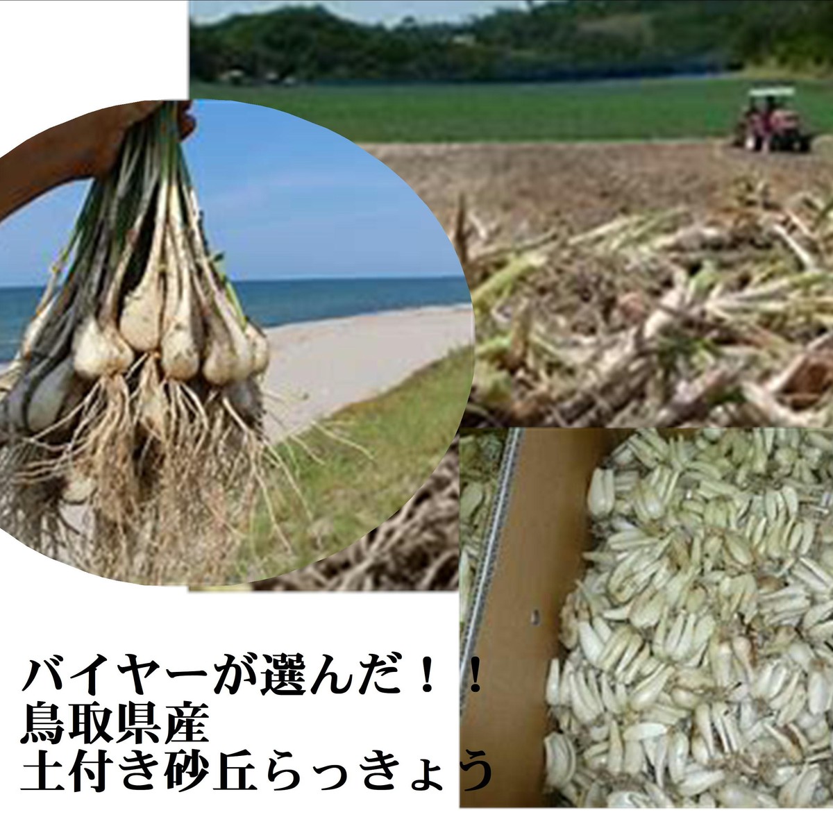 バイヤ が選んだ 鳥取県産土利運砂丘らっきょう S M欠片 10 Barlo Com Br