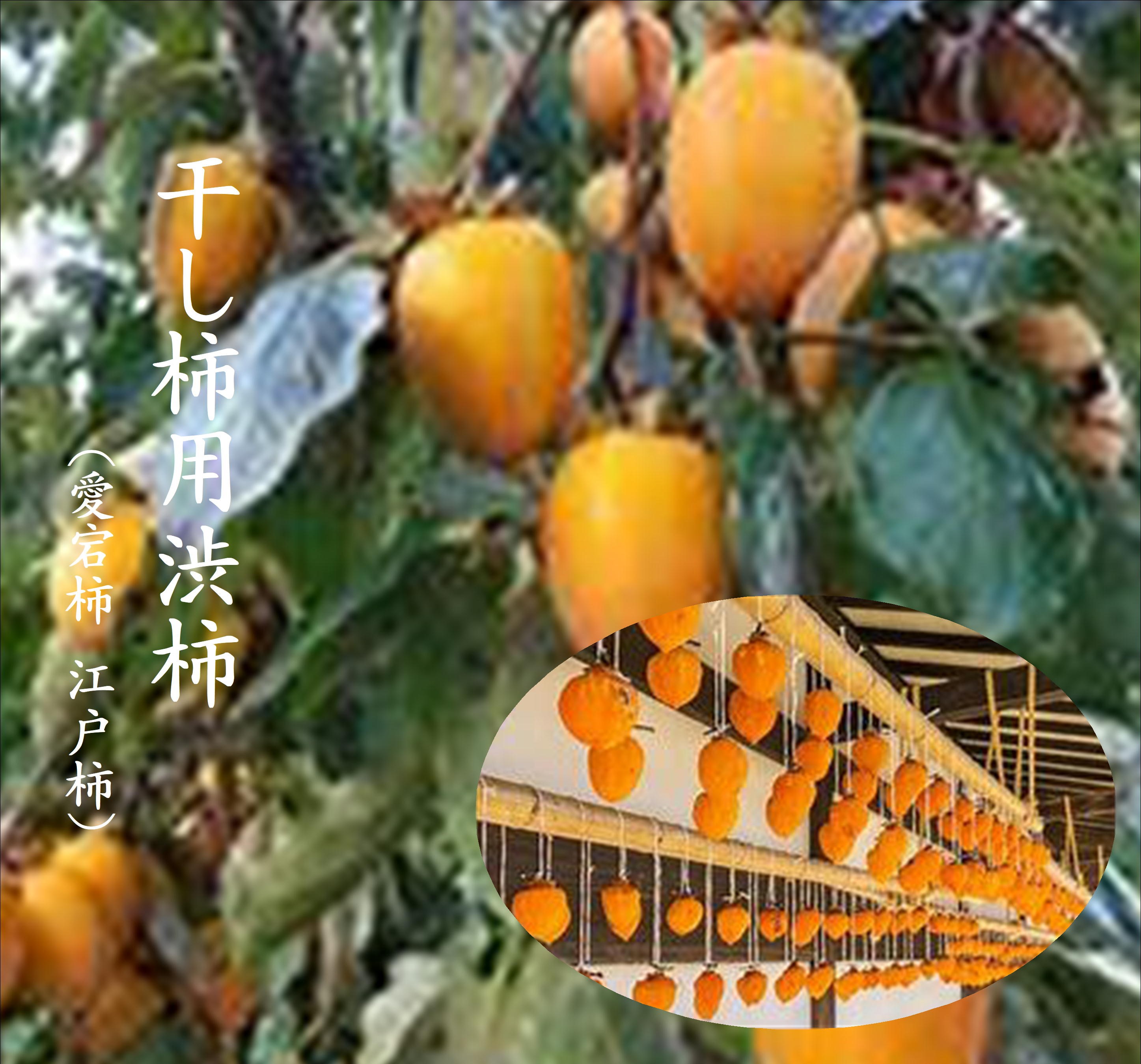 りーちゃん様お得意出品ページ渋柿20Kg 高知産 大玉渋柿 約20kg 干し柿用