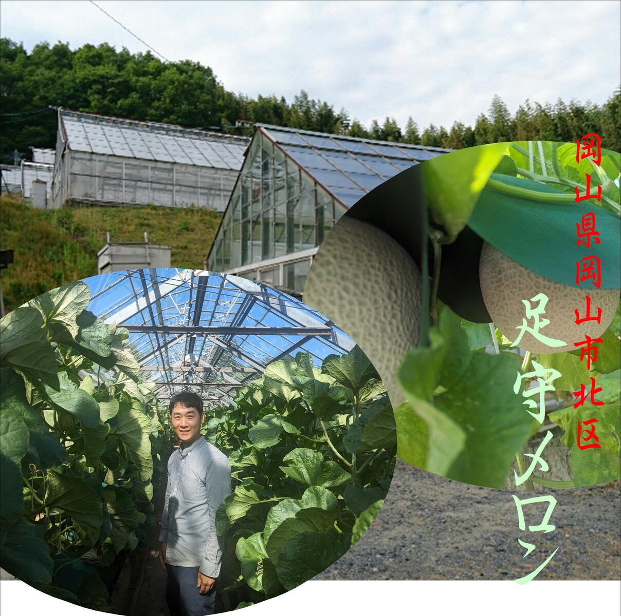 産地直送！！本物の味！！岡山県北区　足守メロン（マスクメロン）1玉（1.4ｋｇ以上）