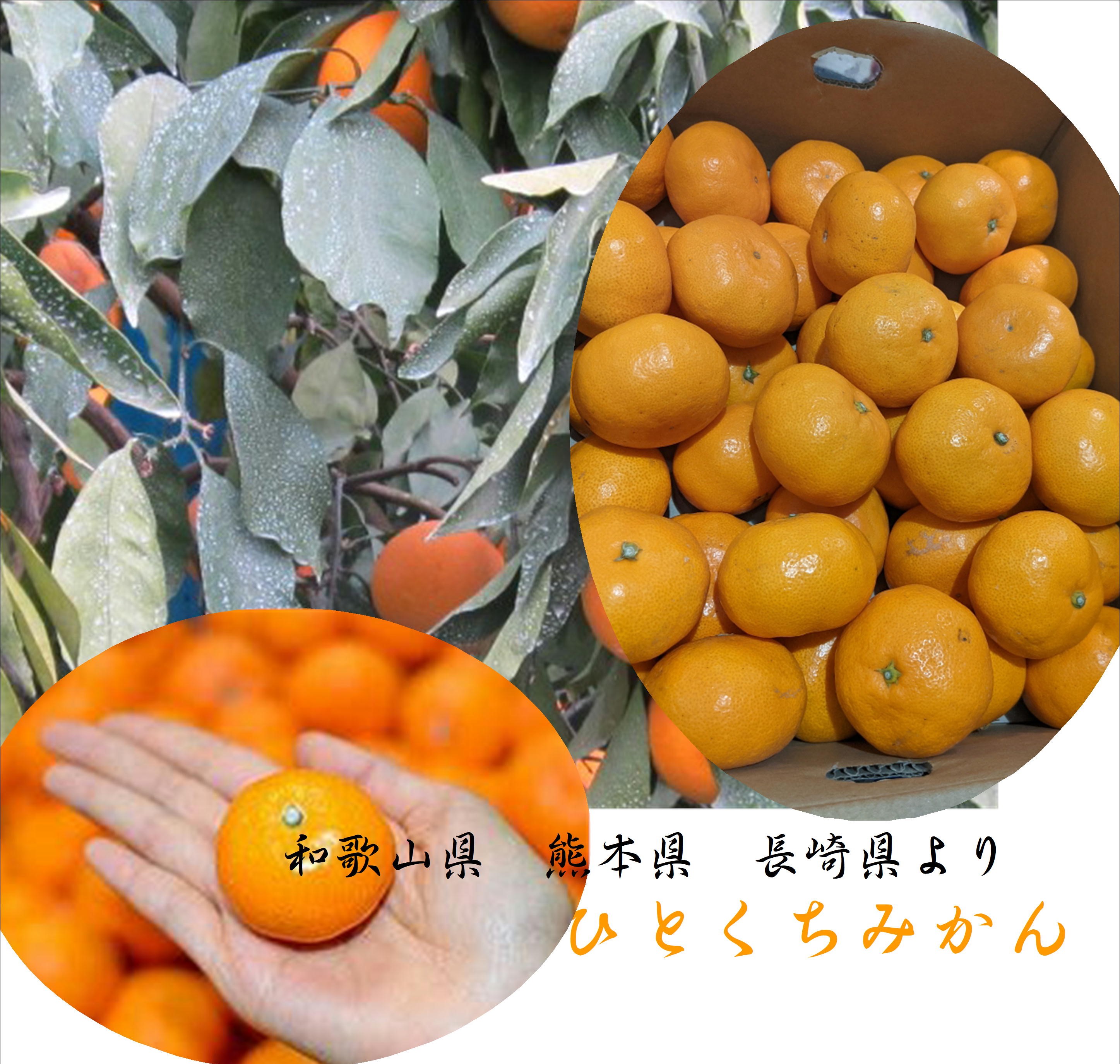 楽天市場】甘味を追求！！和歌山・長崎・熊本より ひとくちみかん 2S