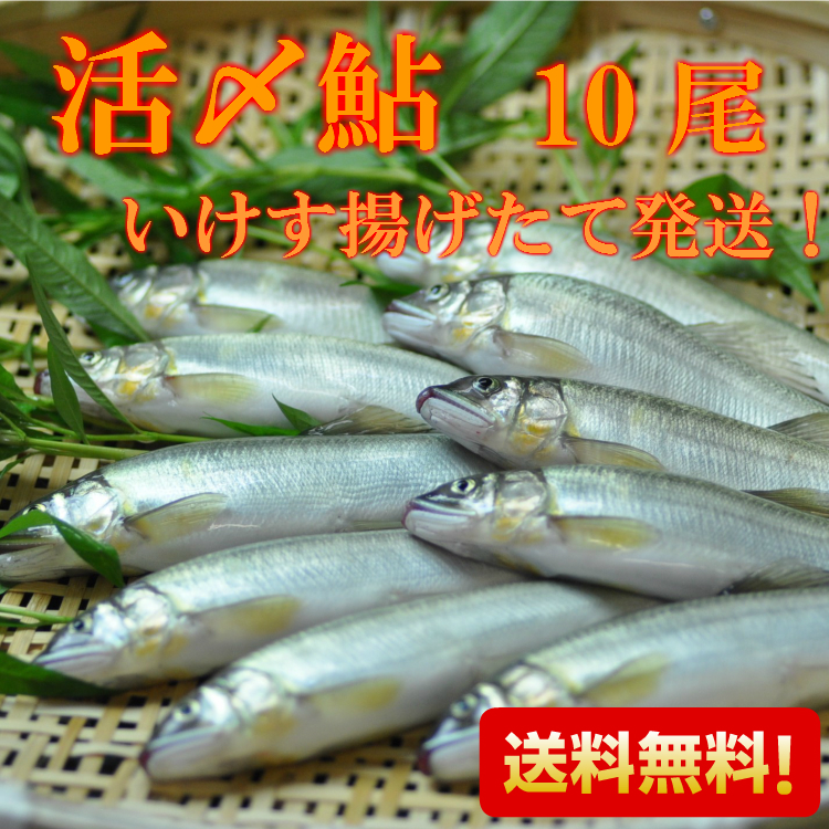鮮度抜群！活〆鮎10本<br>刺身もいける新鮮さ！塩焼最適サイズ1尾90ｇ前後<br>バーベキュー・キャンプなどに！<br>岐阜県発！いけす揚げたての生鮎を当日発送！<br><br><br>