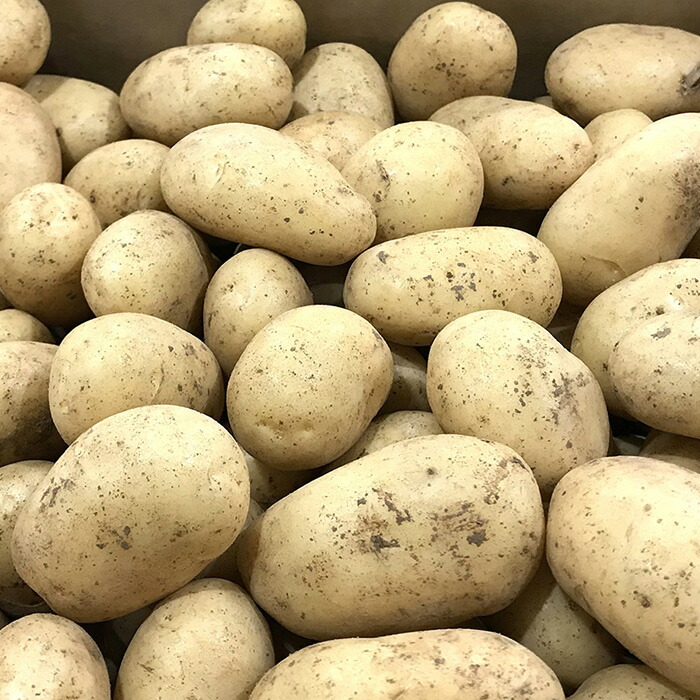 送料無料 鹿児島県産 じゃがいも ゴールド 沖永良部