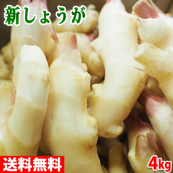 【楽天市場】テーオー食品 生おろししょうが 無塩 1kg : 生鮮食品直送便