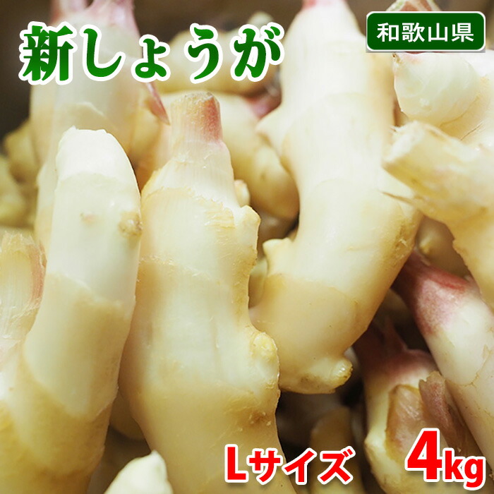 【送料無料】 和歌山県産　新しょうが　秀品　M～Lサイズ　4kg （箱）  国産 新生姜