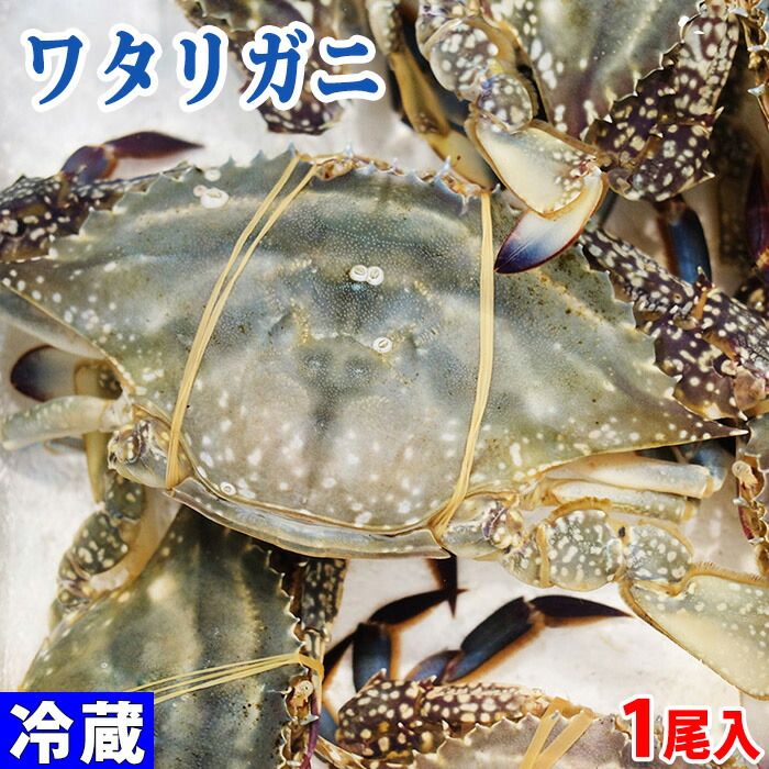Sale 92 Off 兵庫県産他 活 ワタリガニ わたりがに 1尾 約500g前後 Basip Solutions Es