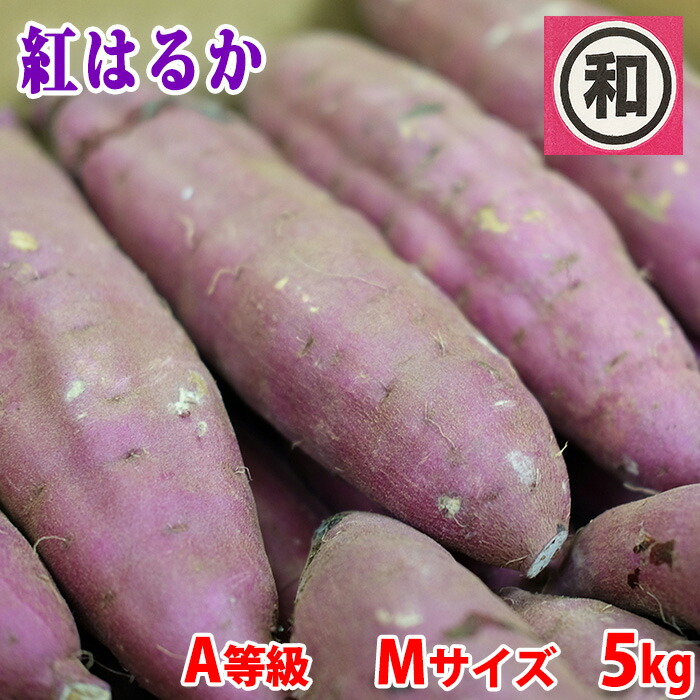 楽天市場】千葉県産（JAかとり）さつまいも 紅はるか 秀品 Mサイズ 約