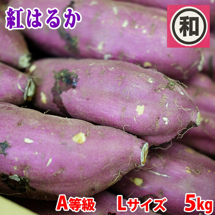 楽天市場】千葉県産（JAかとり）さつまいも 紅はるか 秀品 Mサイズ 約