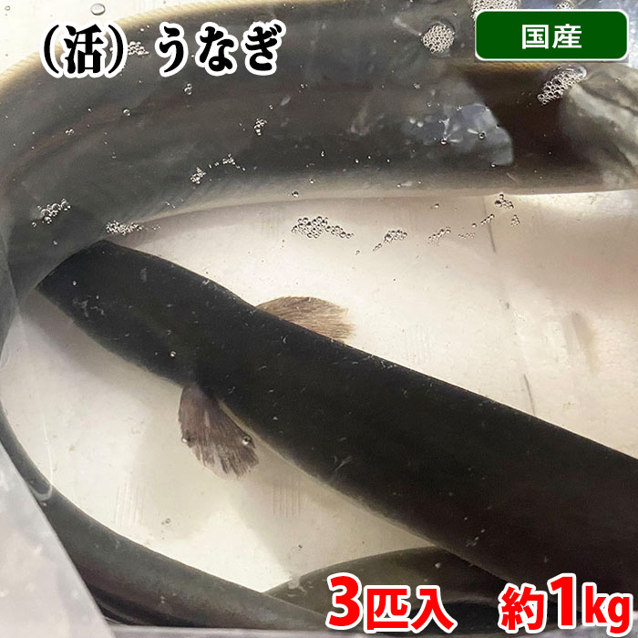 国産 （活） うなぎ　養殖　3匹入　約1kg 鰻
