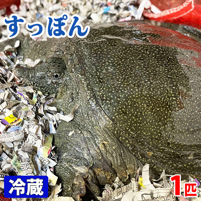 養殖  （活） すっぽん　1匹  (約900g～1.2kg前後)