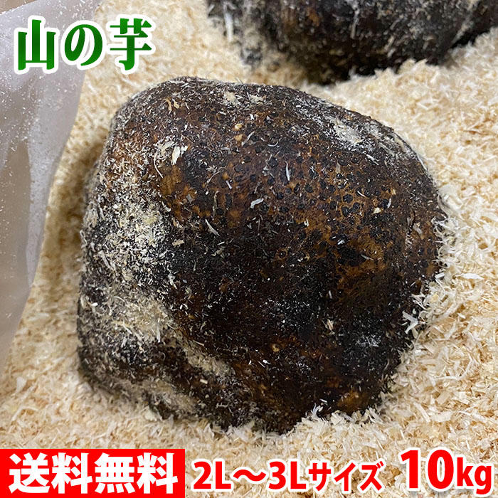 【送料無料】 青森県産他　山の芋 (つくね芋) 優品　2L～3Lサイズ　10kg (約15～21個入) 丸芋 丸いも