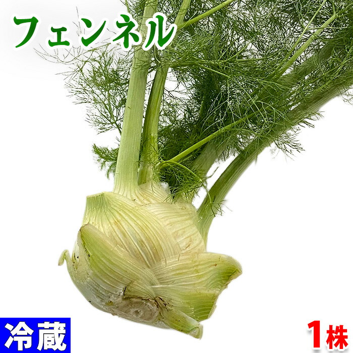 【専用ページ】茴香/スティッキオ/ミニフェンネル/茨城県産/約3kg 楽天市場】ウイキョウ 茴香（葉付きフェンネル Fennel fenouil