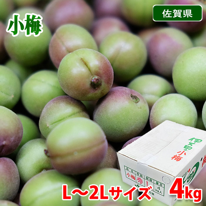 佐賀県産　伊万里　小梅　L～2Lサイズ　4kg