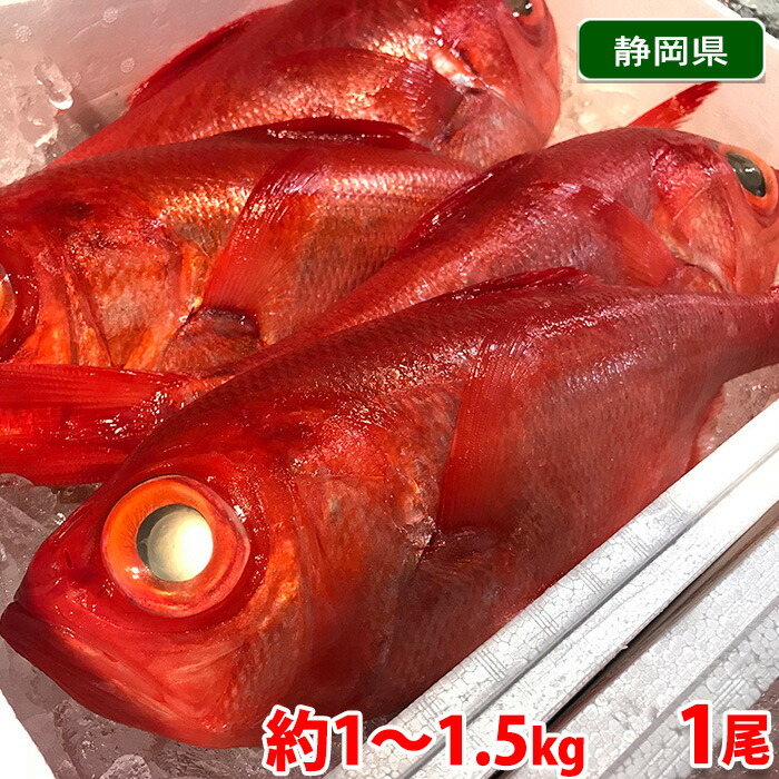 【送料無料】 静岡県産　金目鯛 （キンメダイ） 1尾　1kg～1.5kg