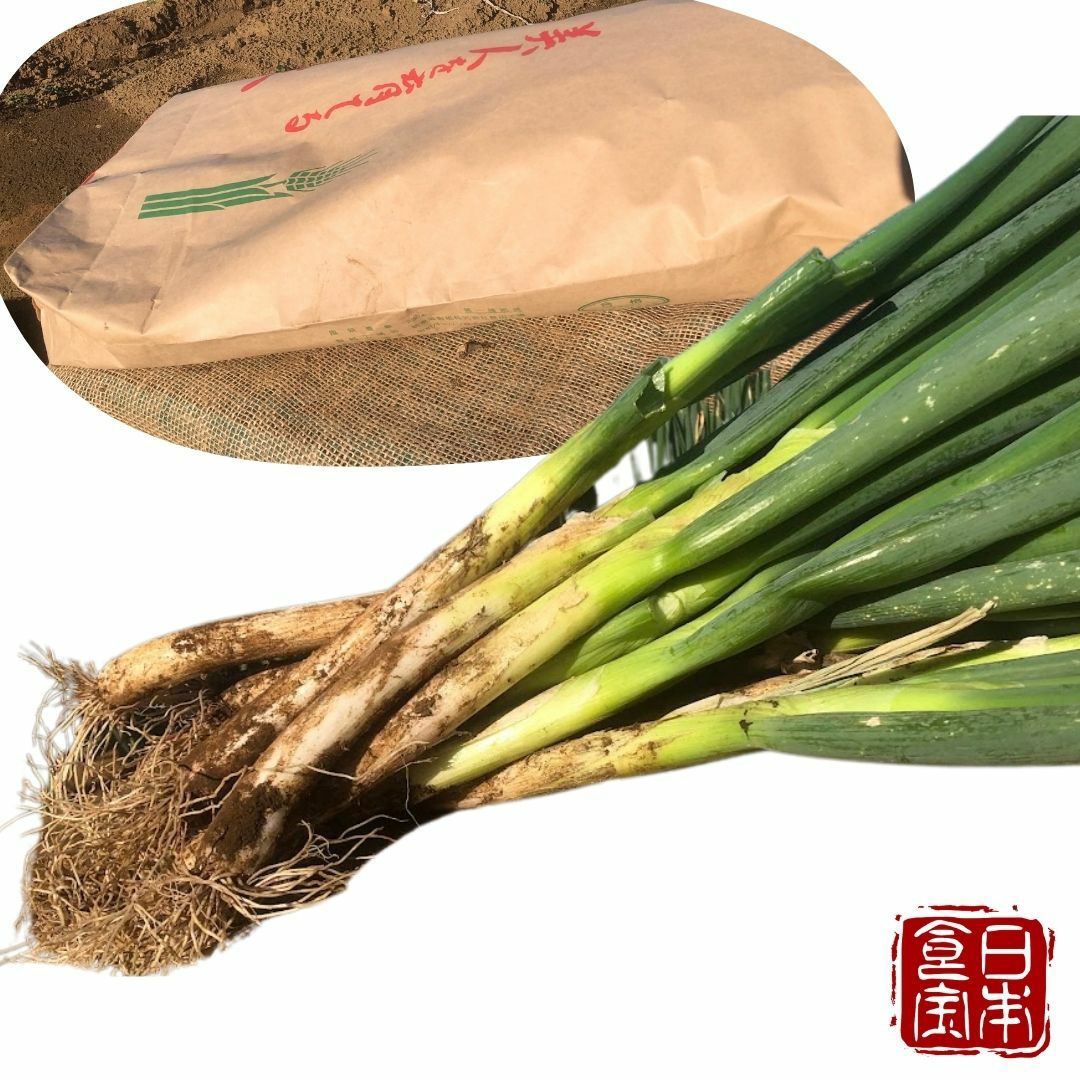 ネギ 深谷蜜ねぎ（10kg）｜農家直送・新戒産・冬限定の贅沢ねぎ：埼玉県産の