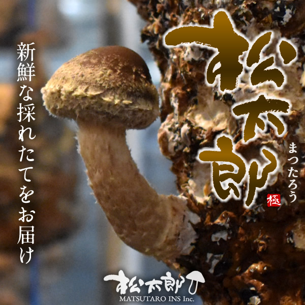 松太郎 きのこ［優品］300g（8～9本）国産 松茸×椎茸菌 芳醇キノコ まつたろう マツタケなのか シイタケなのか マツタケ×シイタケ菌  原木 伊勢の国 三重県産 茶碗蒸し 土瓶蒸し お取り寄せ 産地直送［父の日 お中元ギフト］
