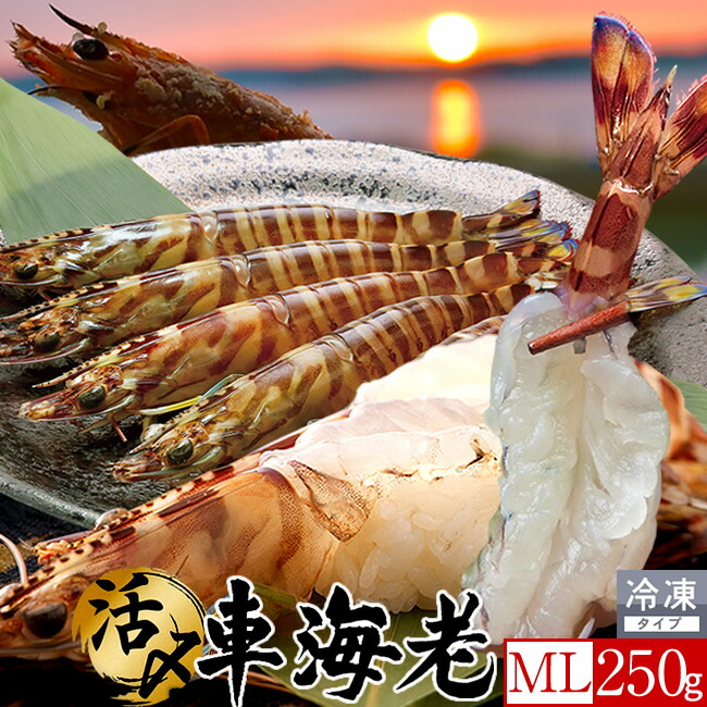 和歌山産】 天然車エビ （6匹で500ｇ） 冷凍 - 魚介類