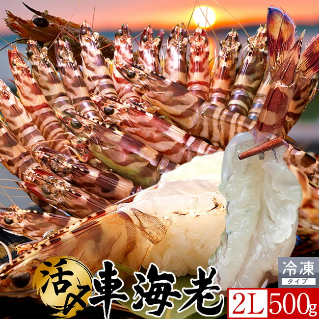島育ち 車海老 刺身 活〆冷凍 特大【2L】500g［12-14尾］天草 車えび 熊本県産 大矢野島 クルマエビ 養殖場 しゃぶしゃぶ エビフライ 直売所 産地直送 旬 食べ方 塩焼き おすすめ お取り寄せ通販［父の日 お中元ギフト］