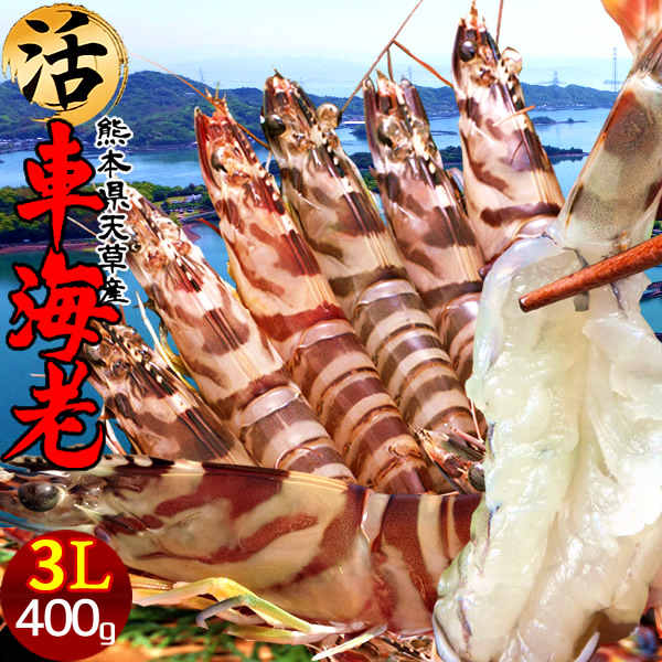 車海老 特大［予約12月］生きたまま【3L】活車えび 400g［6-8尾入］刺身用 島育ち 高級天草ブランド 活き クルマエビ 熊本県産 おがくず入 踊り食い しゃぶしゃぶ 養殖場 直売所 おすすめ お取り寄せ通販 北海道発送可［お歳暮ギフト 年末年始OK］｜食コレ Japan-food 10,150円