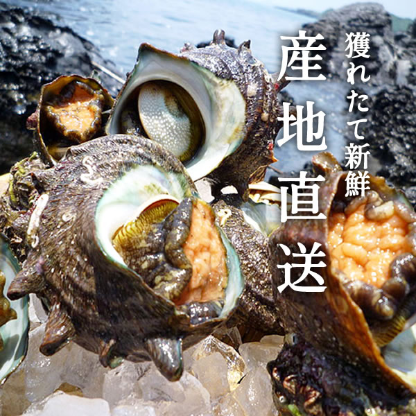 サザエ 生まれ付き活さざえ 2kg 個前後 鳥取県 綿津見の幸せ 日本海 お刺身 壺焼き q丸焼き 送料無料 偉いレストラント精進 活き さざえ 分厚い コリコリ 清新 通信販売 一般受け プレゼント 贈る Damienrice Com